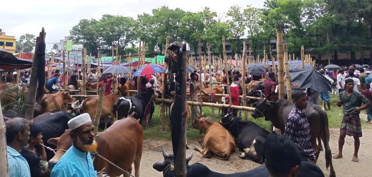 সোনাগাজীতে প্রথম দিনে জমে উঠেছে পৌর পশুহাট