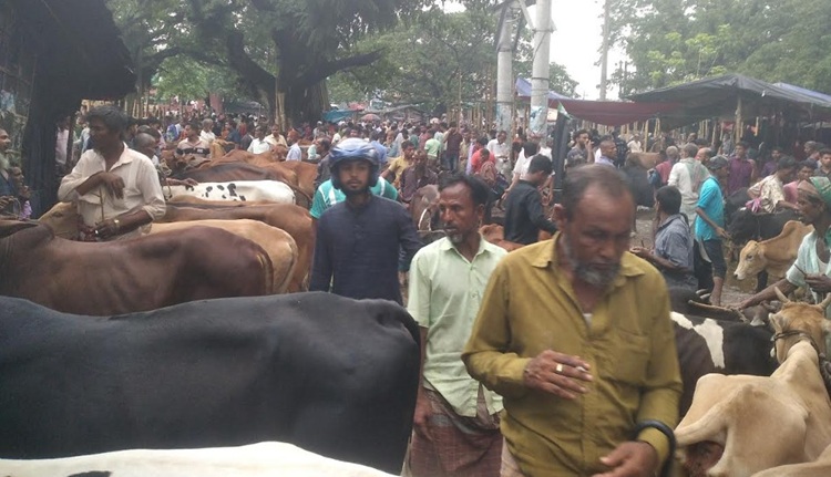 বৈরি আবহাওয়ার কারণে সরারচরের গরুর বাজার মন্দা
