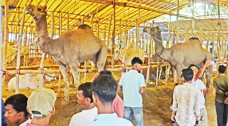 মরুভূমির প্রাণী উট চট্টগ্রামের হাটে, দাম চড়া