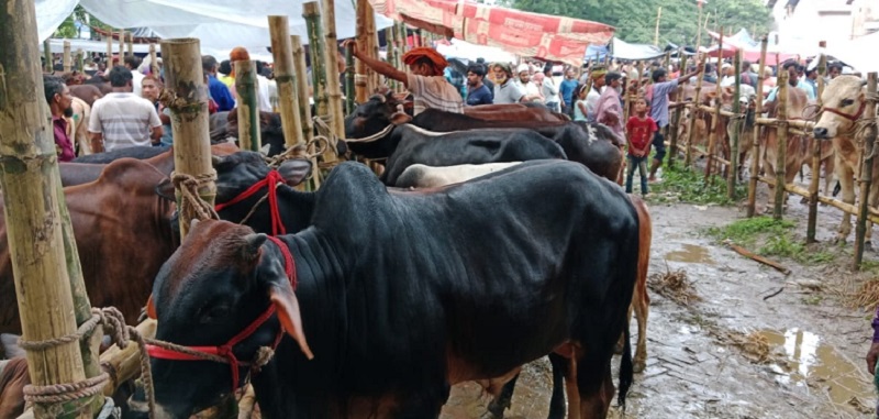 ক্রেতা সংকটে সদরপুর পশুর হাট