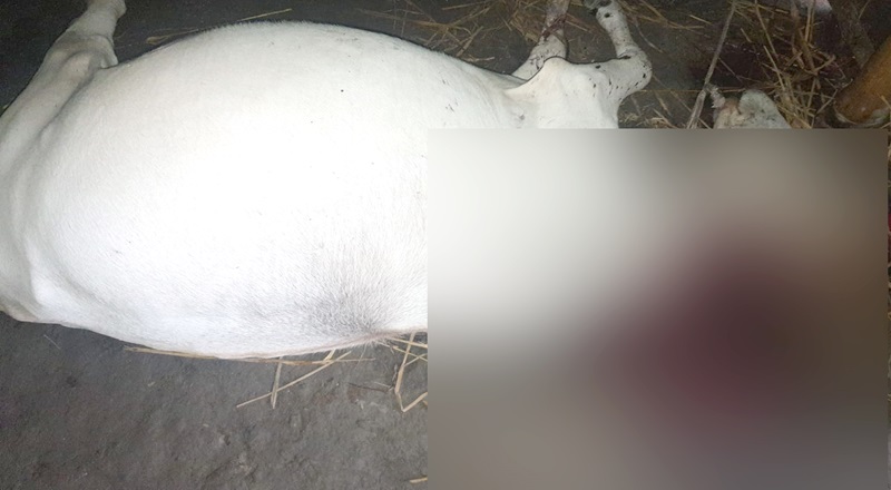 সাদুল্লাপুরে শত্রুতার জেরে গরু খুন!