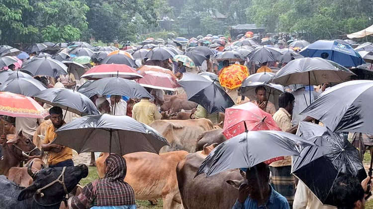 বৃষ্টিতে শিবগঞ্জ পশুহাটে গরু থাকলেও নেই ক্রেতা