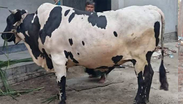 ভেড়ামারায় ঈদুল আযহা উপলক্ষে খামারীরা ব্যস্ত সময় পার করছেন