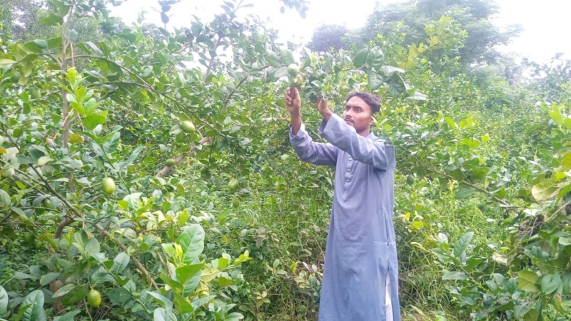 কৃষিতে মামুনের আনন্দ, করেছেন ৫শ’ গাছের লেবু বাগান