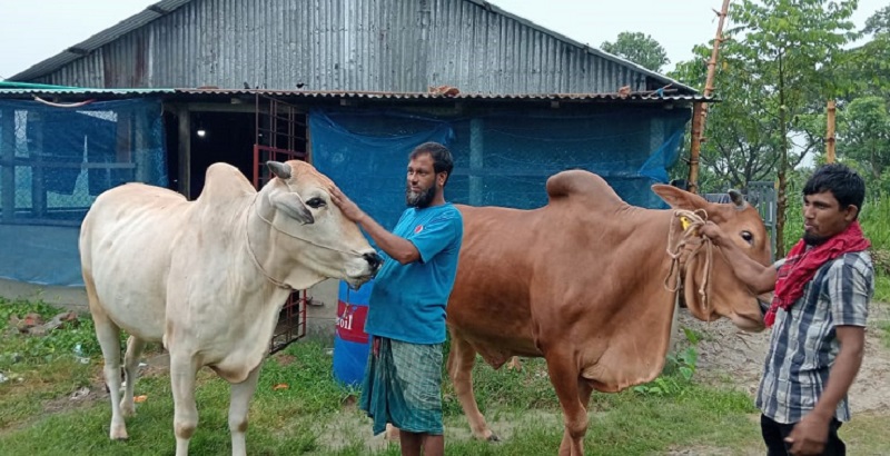 'রাজার' রাজ্যে ২১ ষাড়, নজর কেড়েছে ১১ বলদ
