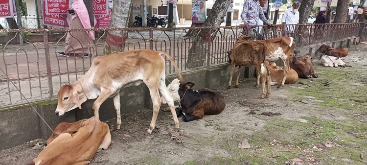 সদরপুরে সরকারি প্রকল্পে রুগ্ন বাছুর বিতরণ, ক্ষুব্ধ জেলেরা