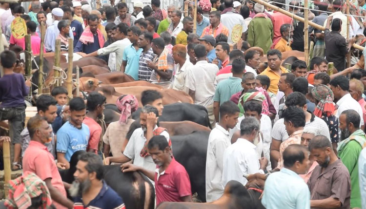 পাবনায় কোরবানীর পশু ক্রয়ে অতিরিক্ত খাজনা আদায়, প্রশাসন নিরব!