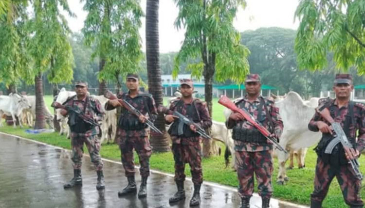 নাইক্ষ্যংছড়ি ১১ বিজিবি'র অভিযানে ৩৭ বার্মিজ গরু জব্দ