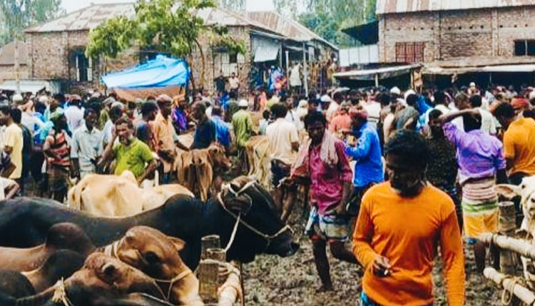 জমে উঠেছে ঐতিহ্যবাহী কুড়িগ্রামের যাত্রাপুর পশুর হাট