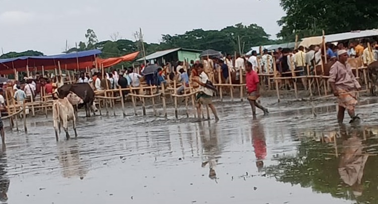 সিন্ডিকেটের থাবামুক্ত বারহাট্টার পশুহাট