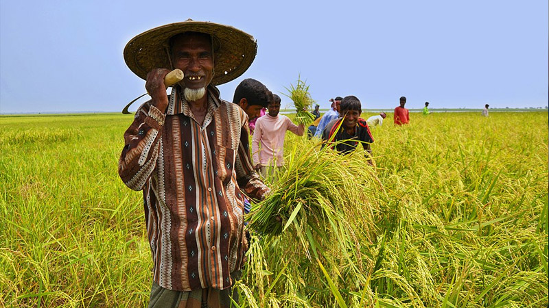 খাদ্য ও কৃষিতে বরাদ্দ বাড়ছে 