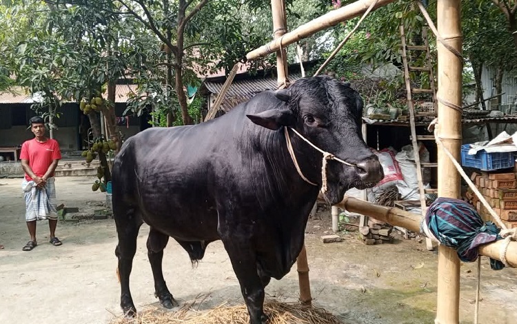কালীগঞ্জ কাঁপাচ্ছে বিশালদেহী নিগ্রো!