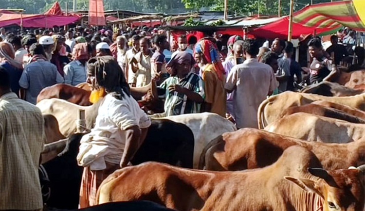 গাইবান্ধার হাটগুলোতে গরু বেশি, ক্রেতা কম