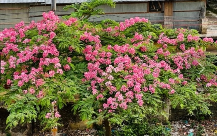 খাগড়াছড়িতে লাল সোনাইলের মেলা