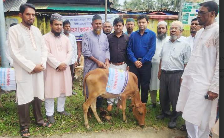 লালমোহনে মৎস্যজীবীদের বিকল্প কর্মসংস্থানে বাছুর বিতরণ