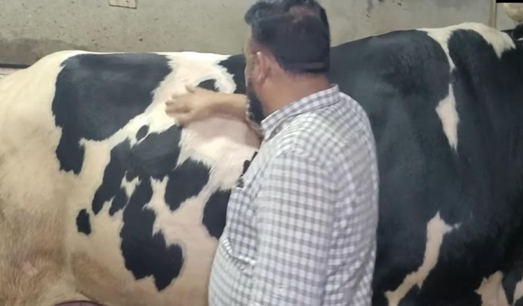 রাউজানের কোরবানীর বাজারে চাঁটগার বাদশাই সেরা