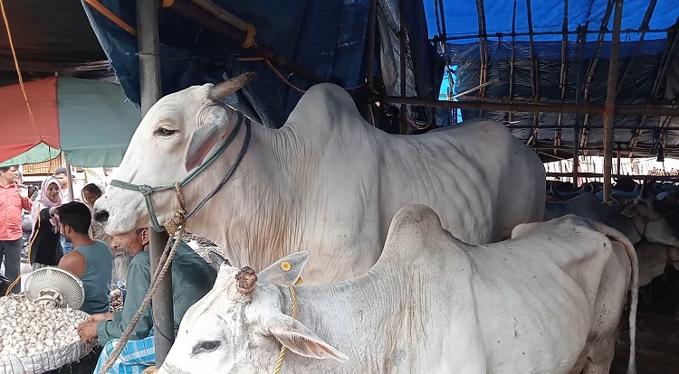 কলকাতায় জমে উঠেছে কোরবানির পশুর হাট