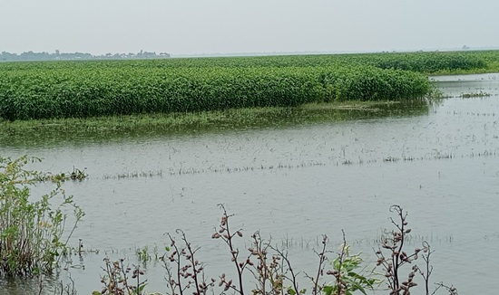 নলডাঙ্গার হালতি বিলে বৃষ্টি ও ঢলের পানিতে নিম্নাঞ্চল প্লাবিত