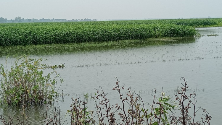 আগাম বন্যার পানিতে নিমজ্জিত কৃষকের স্বপ্ন