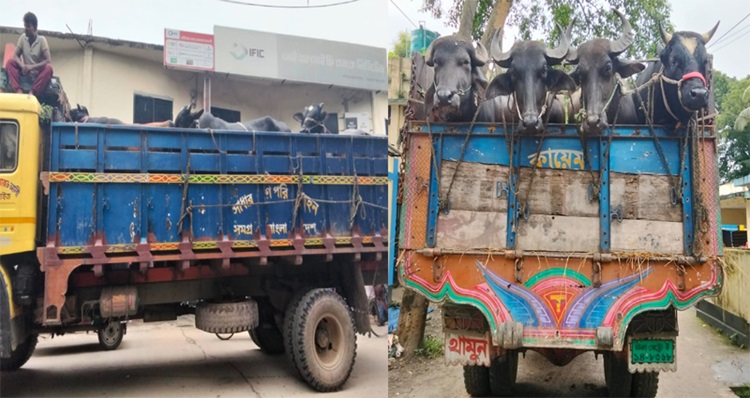 কালীগঞ্জে ৪০ লাখ টাকার পশুবাহী ট্রাক ছিনতাই, অতপর...