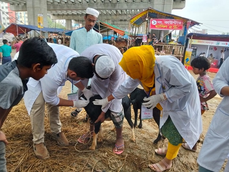 ঈদে ঢাকার হাটে প্রাণিসেবা দিচ্ছে বাকৃবির ১৬ শিক্ষার্থী
