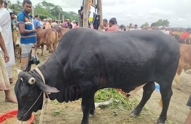 আমতলীর পশুহাটে গরু বেশী, ক্রেতা কম