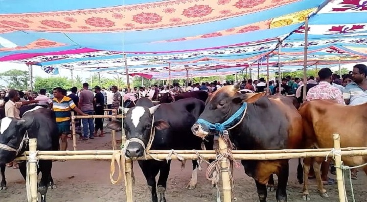 মোংলার চটেরহাটে শেষ মুহুর্তে জমে উঠেছে কোরবানির পশুহাট