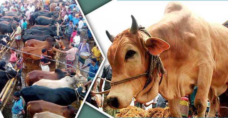 কেরানীগঞ্জে পশুহাটে মারামারি, পুলিশসহ আহত ২