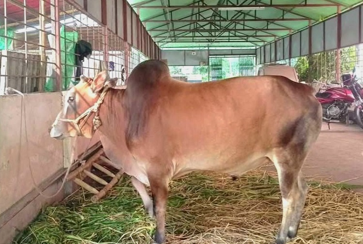 বেরোবিতে প্রথমবারের মত কোরবানির আয়োজন 