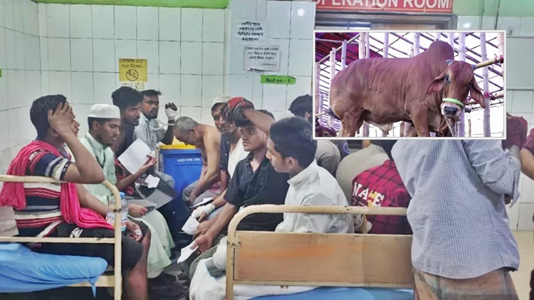 রাজধানীতে কোরবানি দিতে গিয়ে আহতের সংখ্যা ১০০ ছাড়িয়েছে