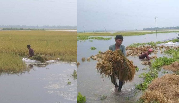 ভাঙ্গুড়ায় বিস্তীর্ণ মাঠের পাকাধান তলিয়ে গেছে