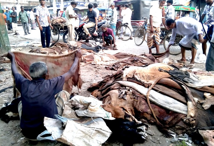 ফুলবাড়ীতে কুরবানীর চামড়ার বাজারে আবারো ধস