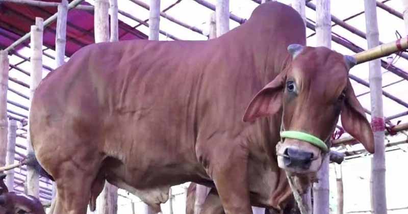 সবচেয়ে বেশি পশু কোরবানি রাজশাহীতে, কম সিলেটে