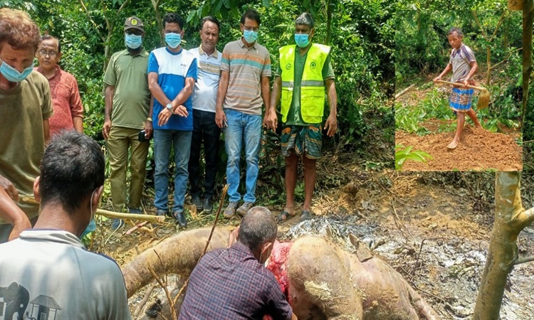 শেরপুরে বন্যহাতি শাবকের মৃতদেহ উদ্ধার