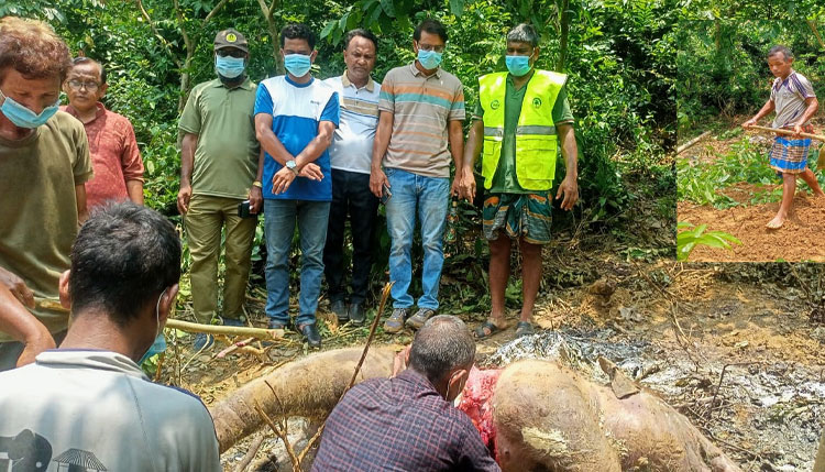 শেরপুরের বন বিভাগ বন্যহাতির মৃত শাবক উদ্ধার করে  