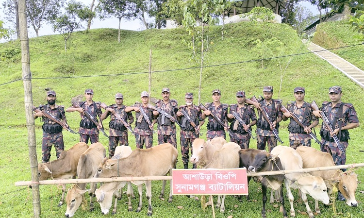 সুনামগঞ্জ সীমান্তে ৯ ভারতীয় গরু জব্দ