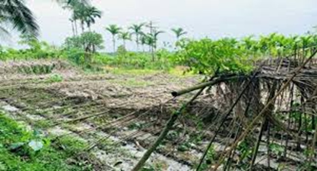 রায়পুরে ঘূর্ণিঝড়ে পান বরজের ব্যাপক ক্ষতি