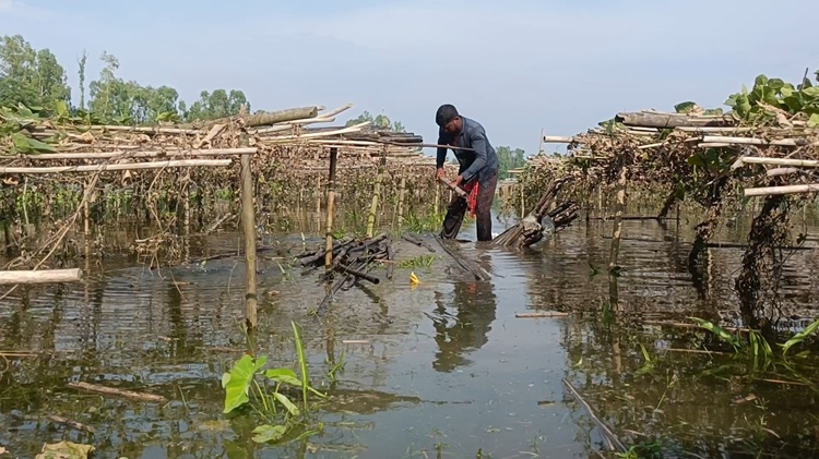 কুড়িগ্রামে অতিবৃষ্টি-বন্যায় ৩’শ হেক্টর জমির ফসল নষ্ট
