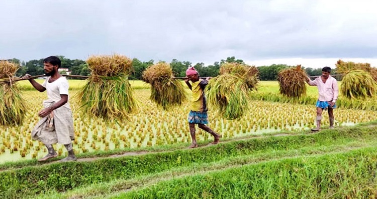 চলতি মৌসুমে চট্টগ্রাম অঞ্চলে বোরো ধান সংগ্রহে রেকর্ড
