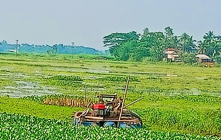 কাশিয়ানীতে দ্রুত গতিতে কমছে ফসলি জমি!