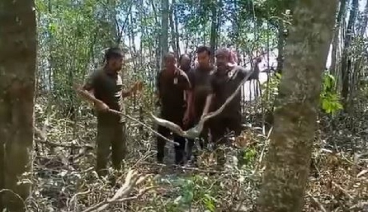 লোকালয় থেকে অজগর উদ্ধার, সুন্দরবনে অবমুক্ত