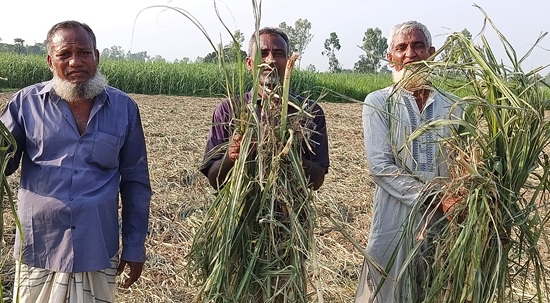 মিঠাপুকুরে কৃষকের আখ ক্ষেত কর্তনের অভিযোগ