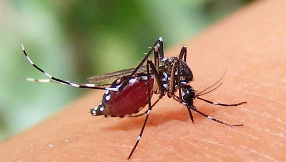 ডেঙ্গুতে আরও পাঁচজনের মৃত্যু, হাসপাতালে ১৫৯