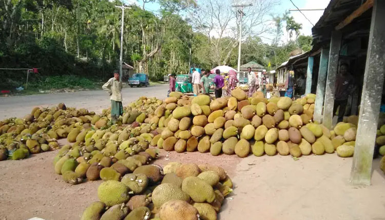 শায়েস্তাগঞ্জে গাছে গাছে পাকা কাঁঠাল
