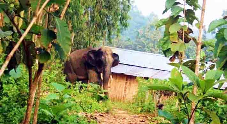 লোকালয়ে বন্য হাতির পাল, আতঙ্কে ঈদগাঁওয়ের বাসিন্দারা