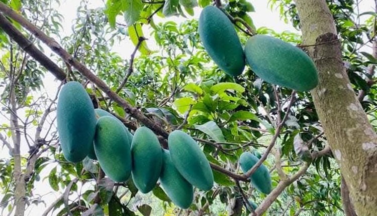 বদলগাছীতে দীর্ঘ ছুটি ও ভাপসা গরমে আম চাষিরা বিপাকে