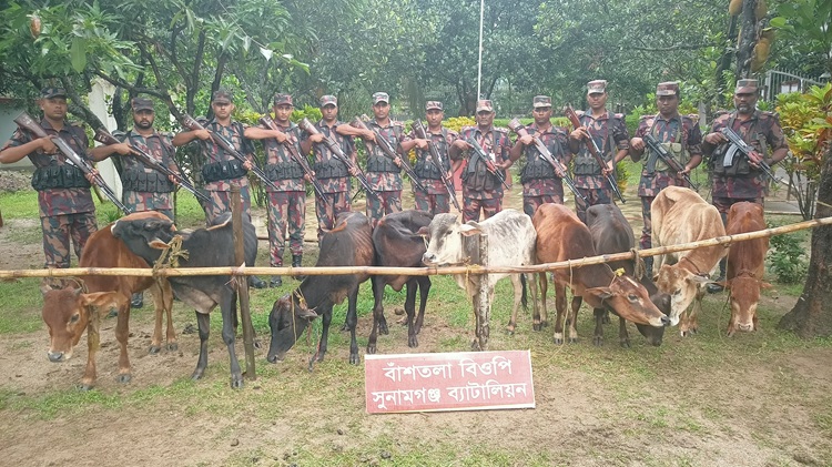 সুনামগঞ্জে ভারতীয় ৯ গরু জব্দ
