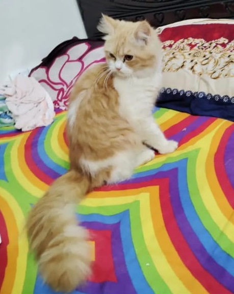 বিড়ালের জন্য  থানায় জিডি!