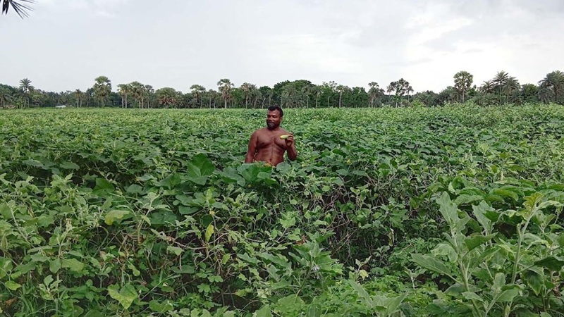 মণিরামপুরে একই ক্ষেতে ৩ সবজির চাষ করে কৃষকদের মুখে তৃপ্তির হাসি