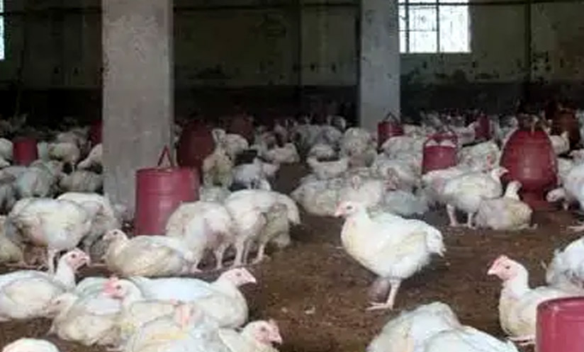 ক্রেতা না থাকায় ব্রয়লার মুরগির কেজি ১৫০ টাকা 